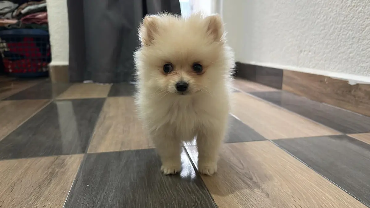 Captura de pantalla 2026-02-11 191937