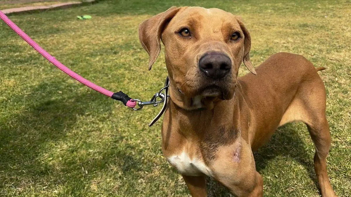 perritos metro CORTESÍA.3