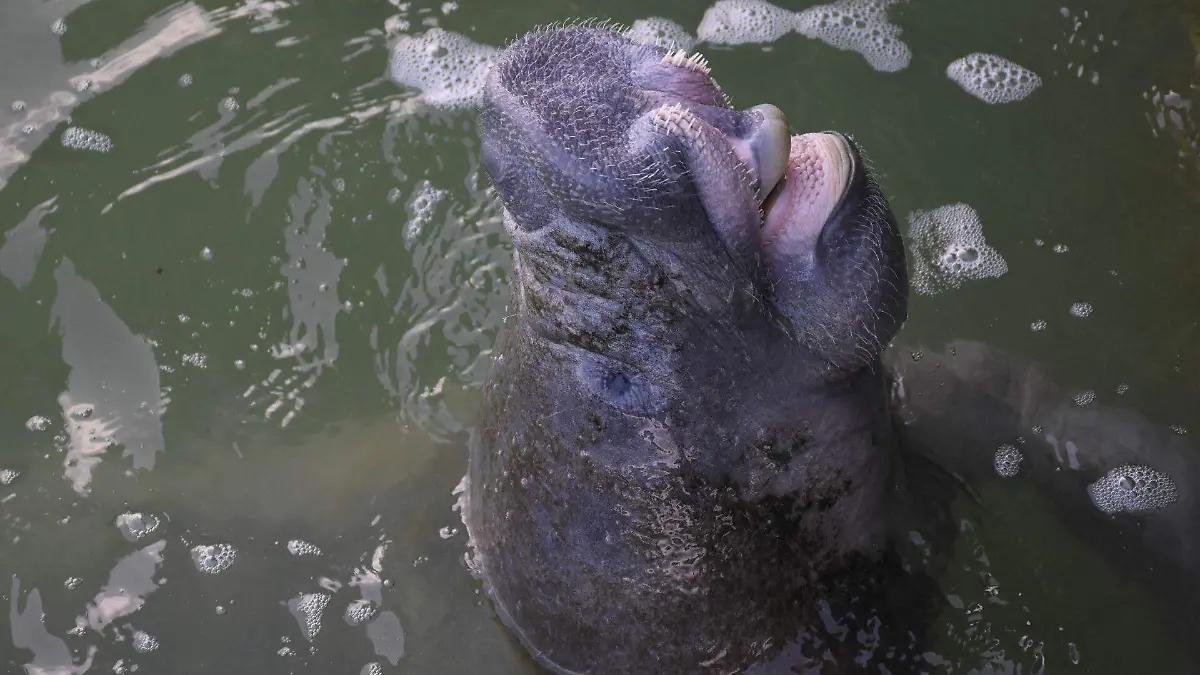 824914_Manatí Daniel Bacalar_web