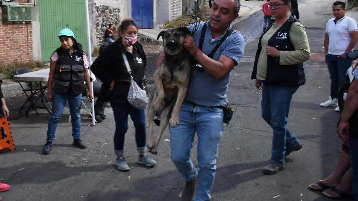Perritos en Tlalpan  (2)