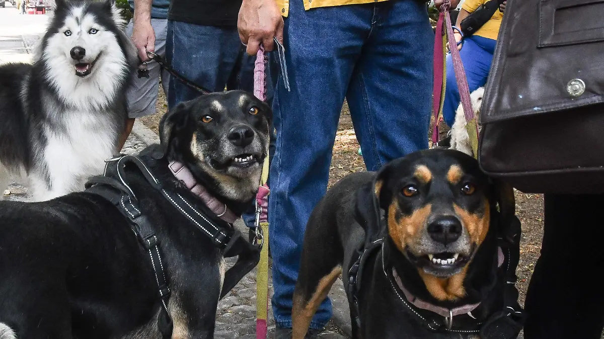 1032440_Vacunación Mascotas Tlatelolco_impreso