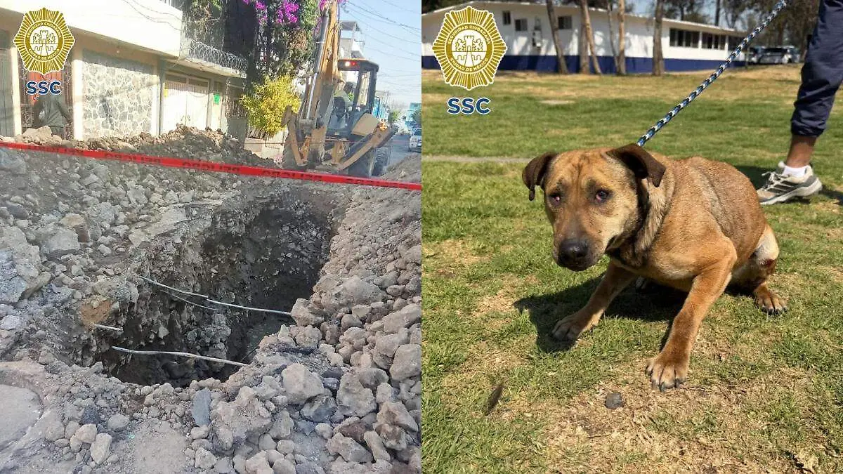 rescate d eperrita SSC