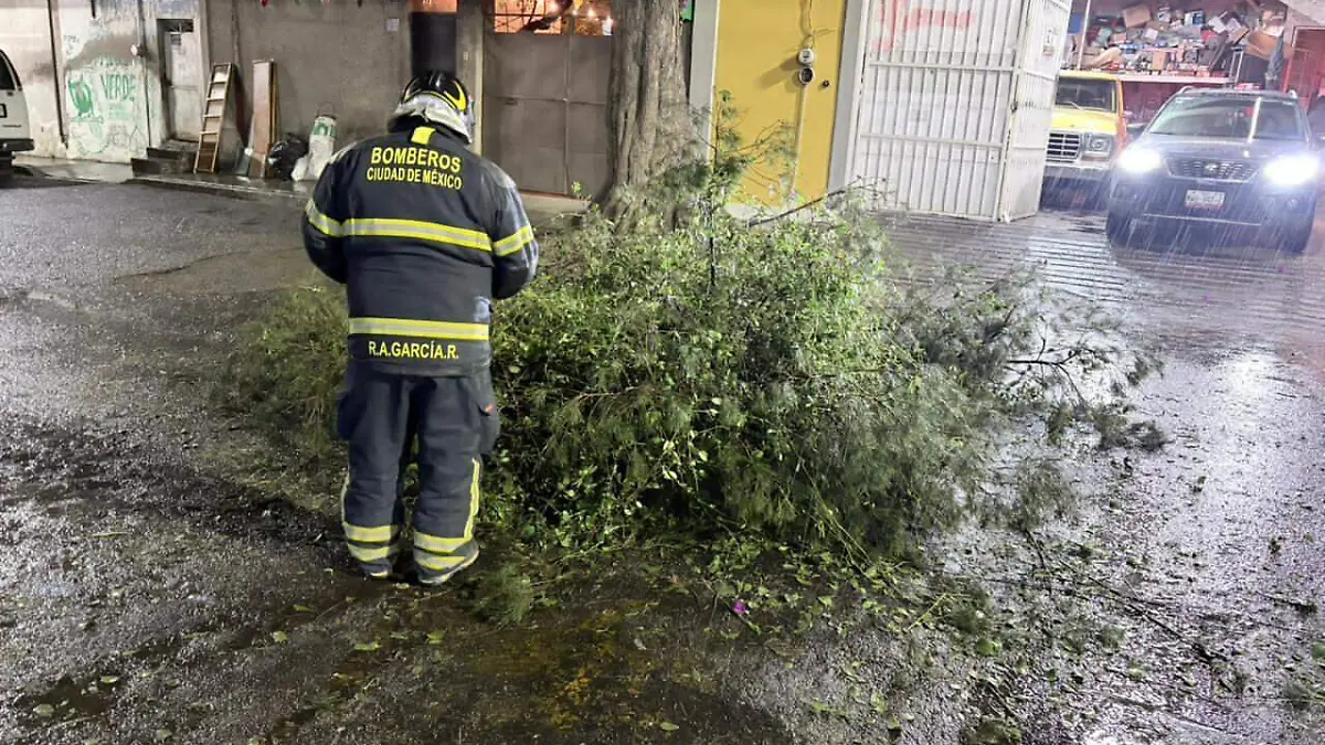 Árboles caídos  (1)