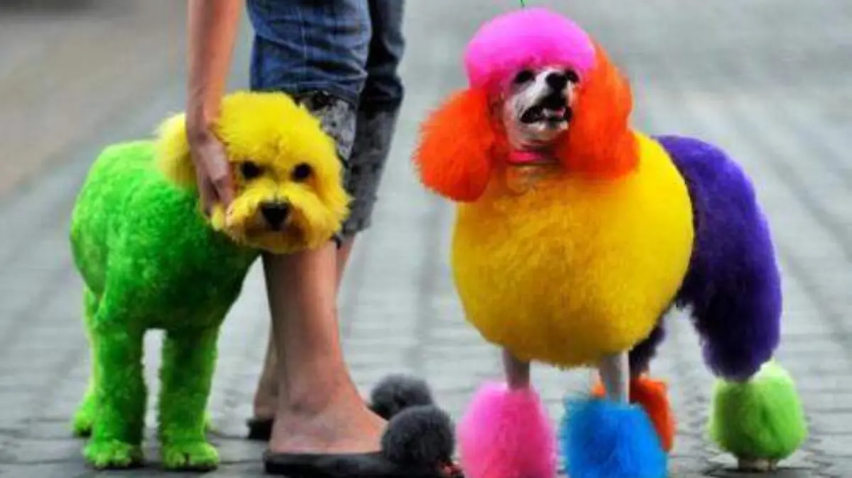 diana-sanchez-animales2