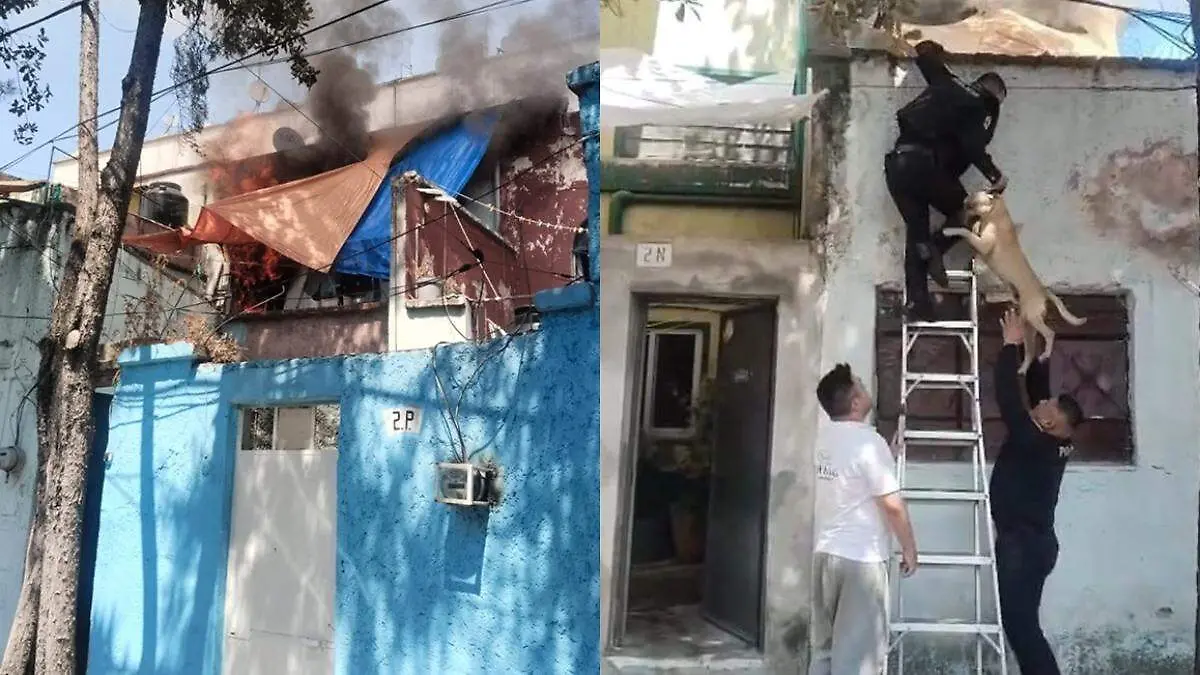 rescate de perrito SSC