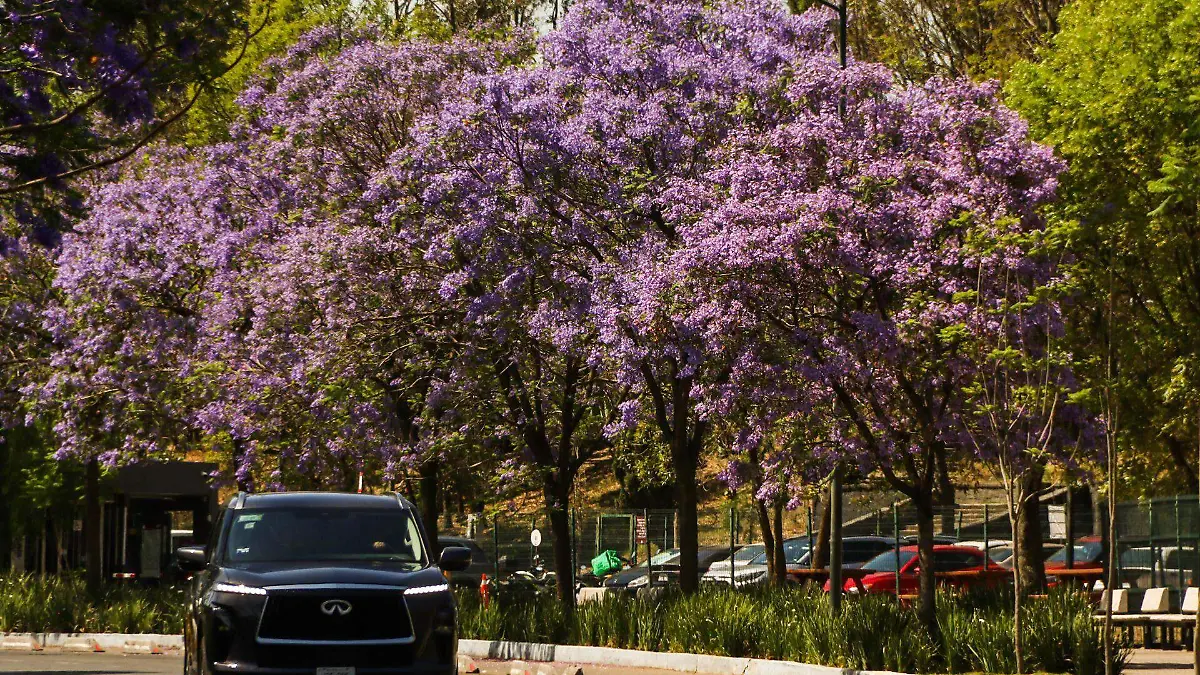 1027472_Jacarandas Florecen en Chapultepec_web