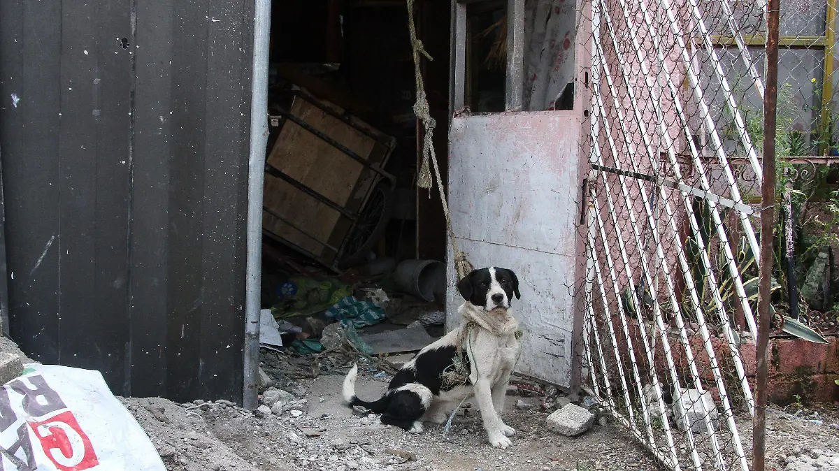 834746_Maltrato animal_impreso