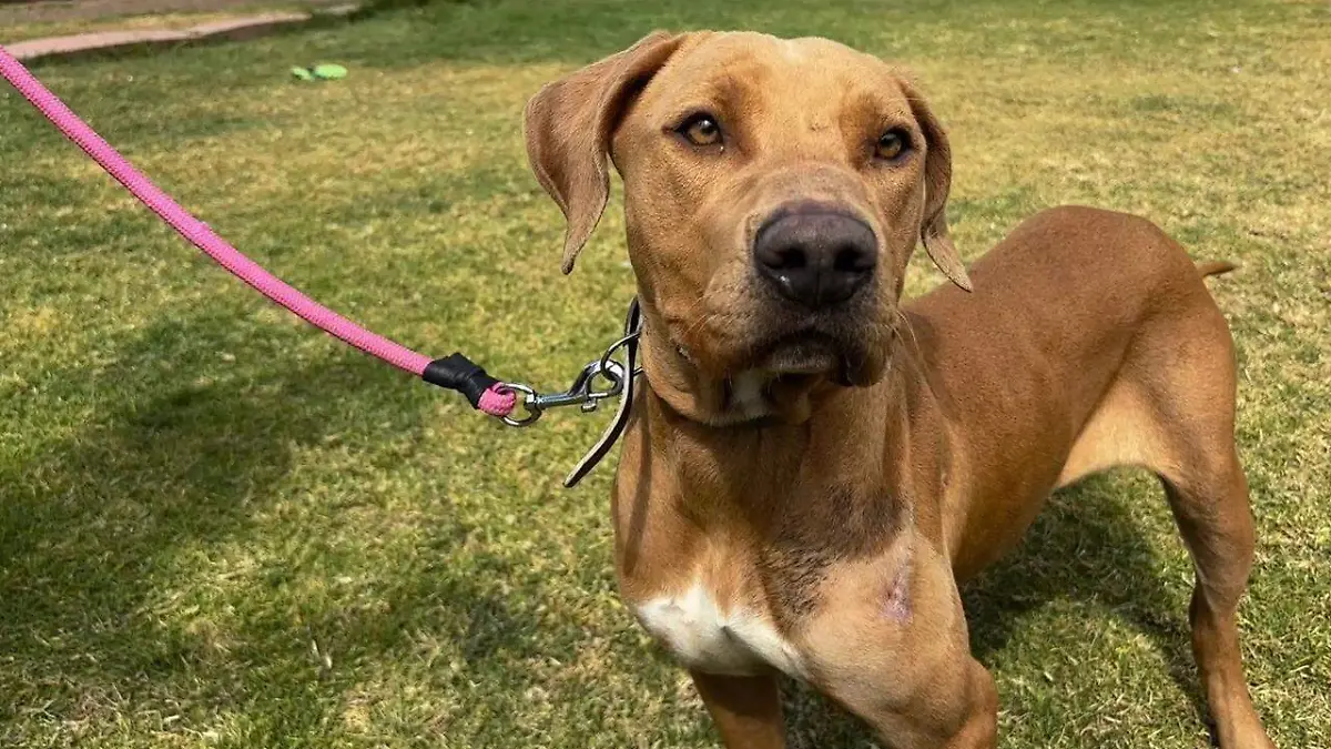 perros adopcion Cortesía STC Metro