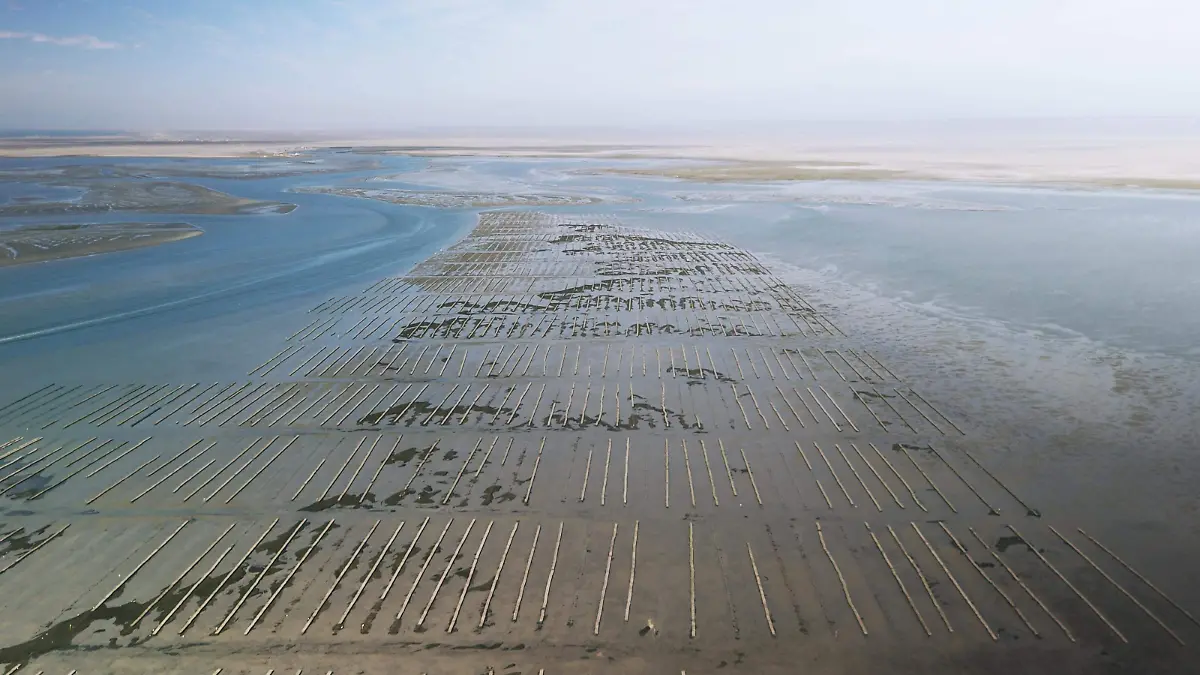 Santomar_Granjas de ostiones