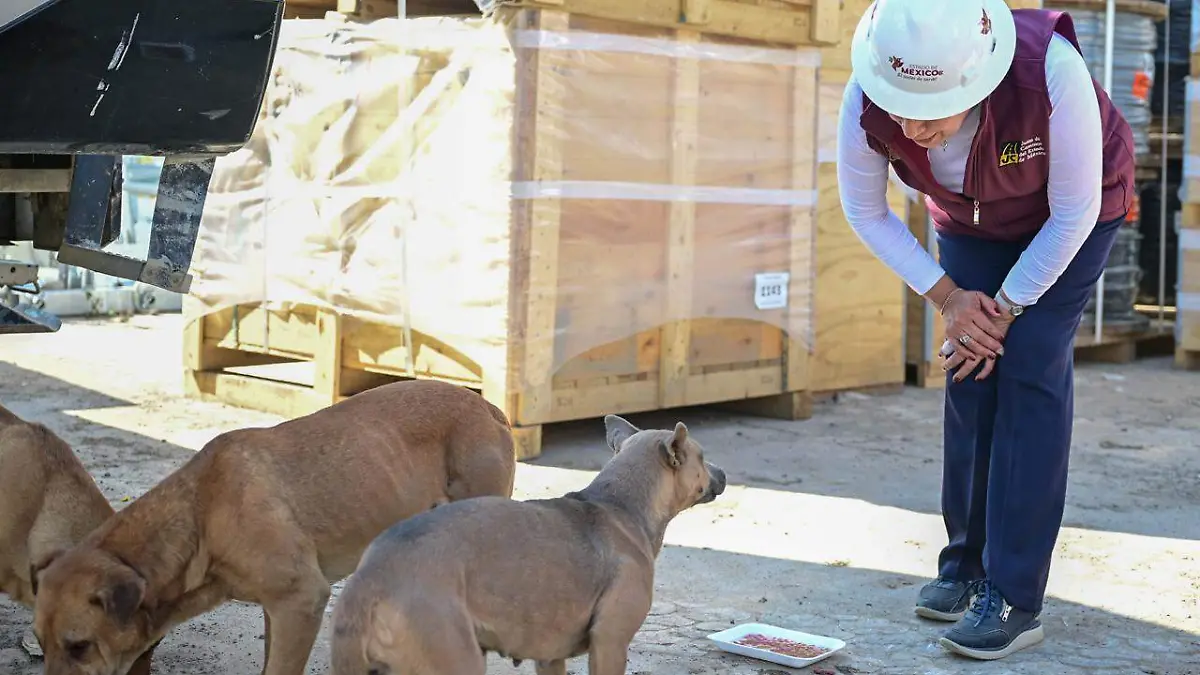 perritos-gobMex2