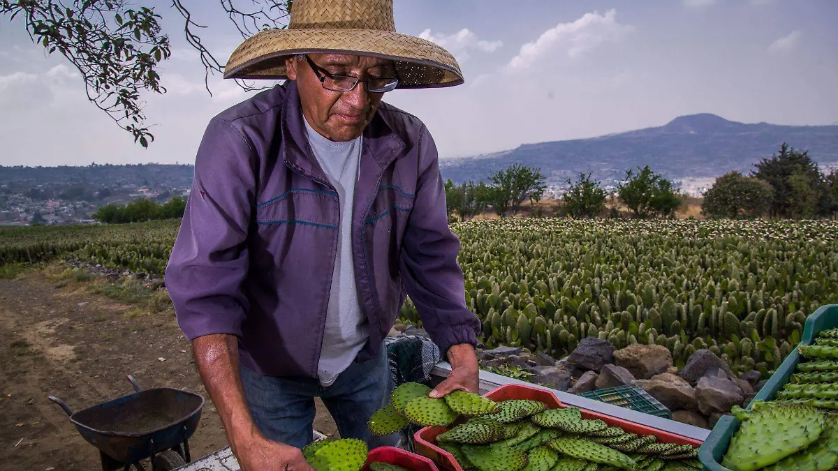 806240_Sader apoya a productores de nopales_web