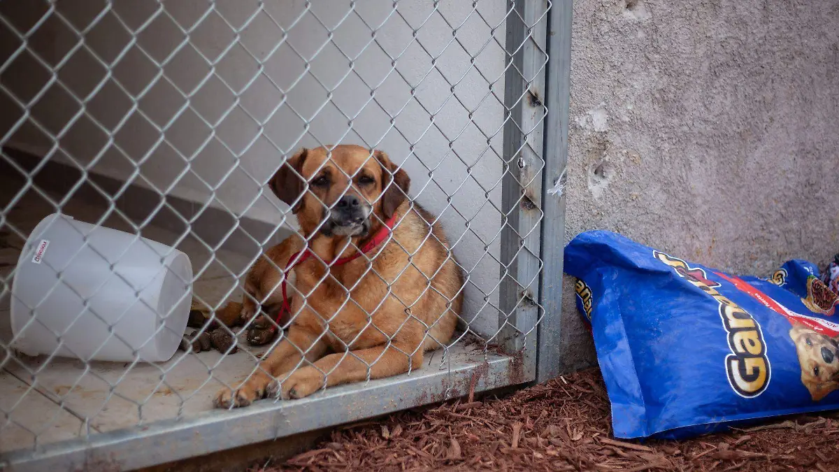 1064385_Albergue animal Deportivo los Galeanos_web