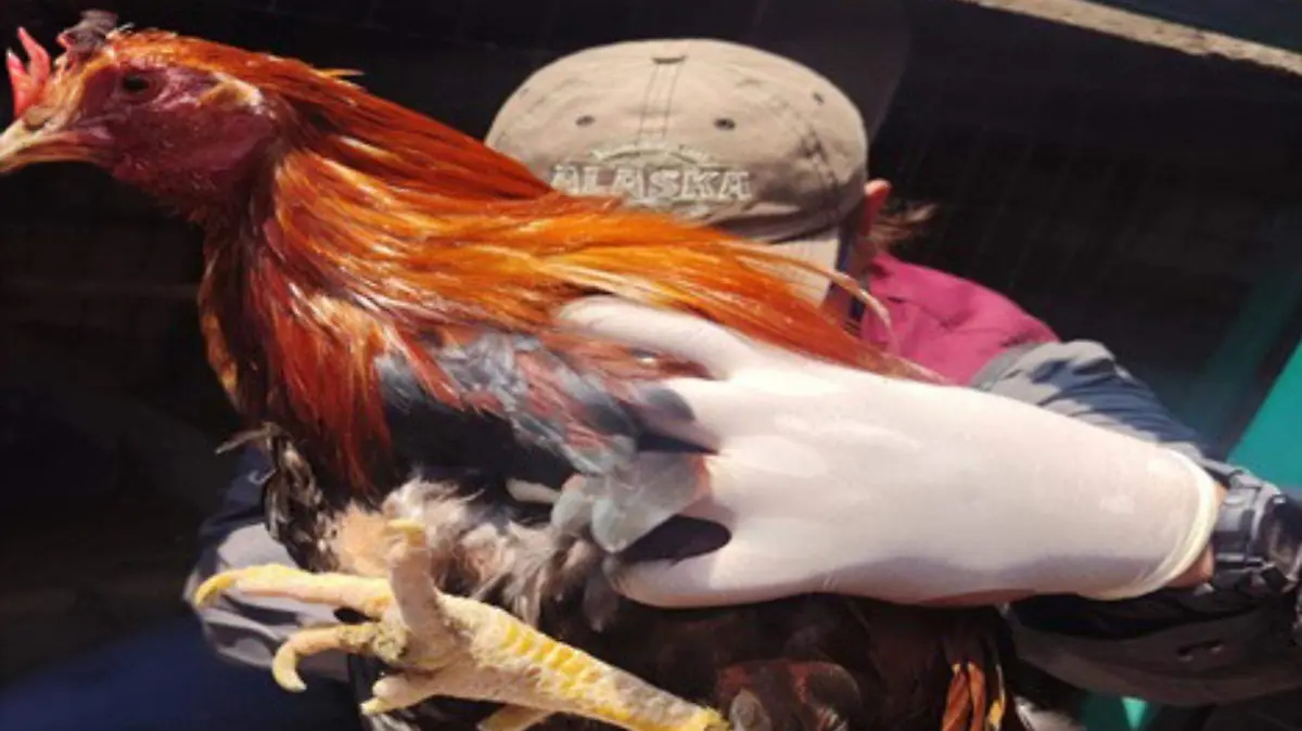 rescate de aves edomex