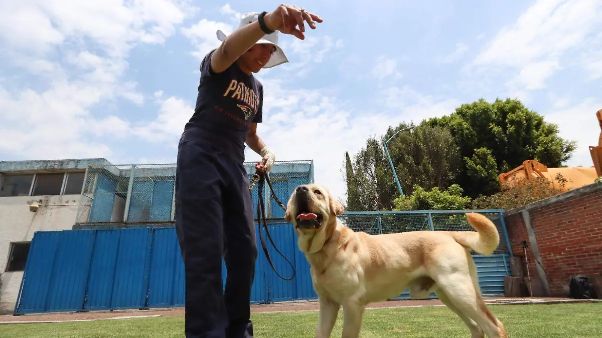 PERROS GUIA6