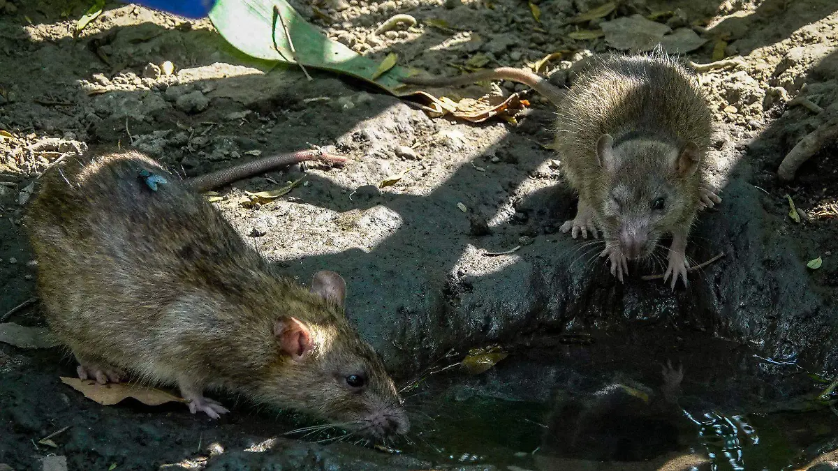 1067763_Plaga ratas Paseo de la Reforma_web