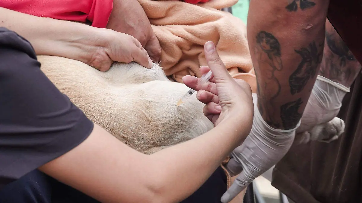 1071592_Mega Jornada Esterilización Canina y Felina_web