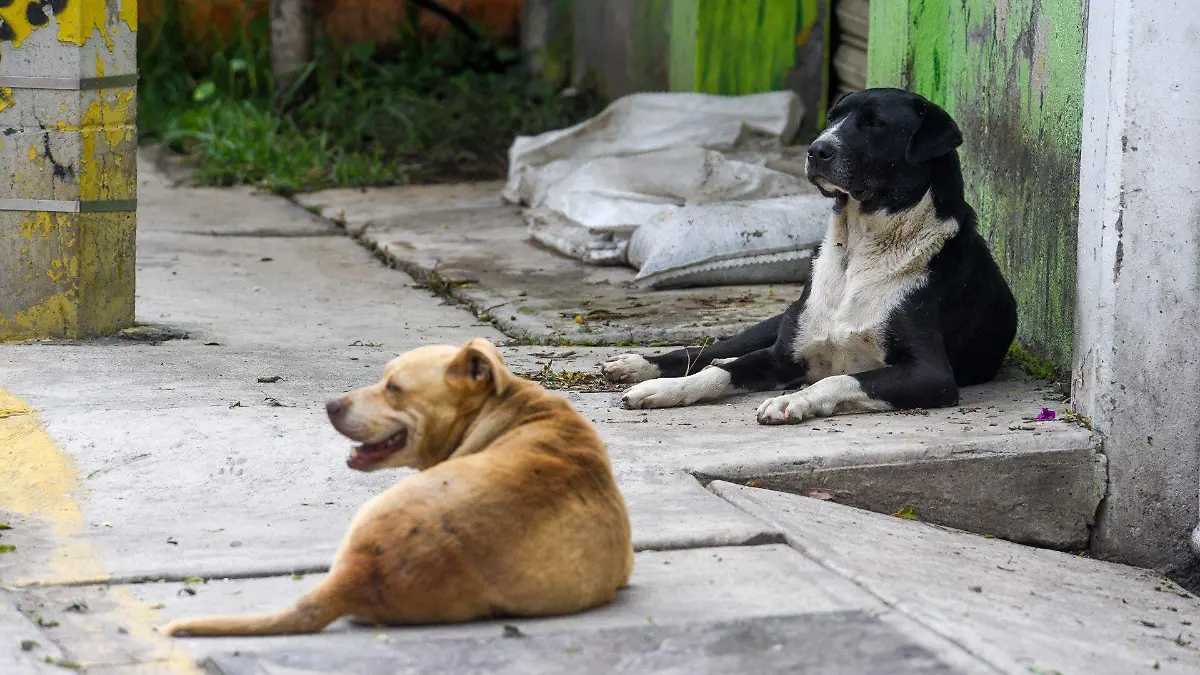 1041137_Perros callejeros van en aumento_web