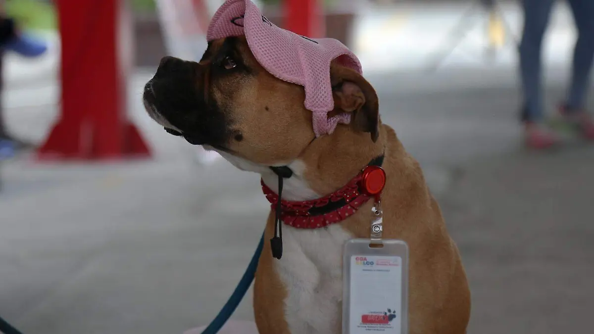 cuidado animal escuelas edomex