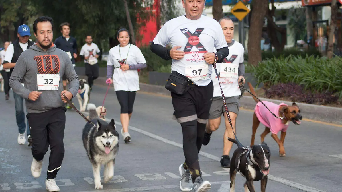 731087_Dog Running 2019_web