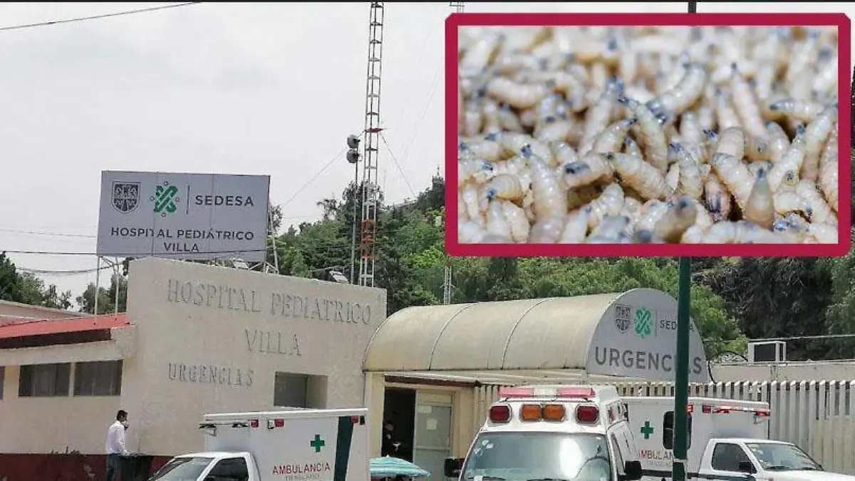 GUSANO BARRENADOR1