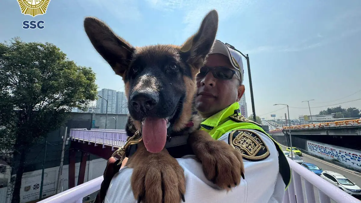 perritos1