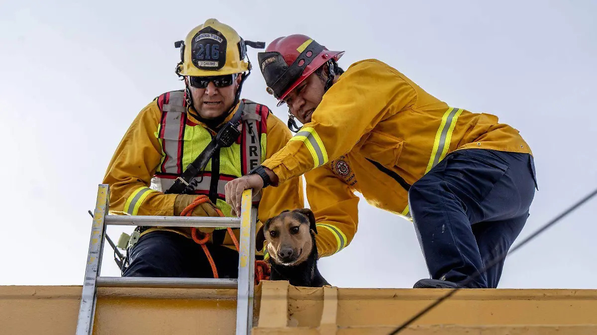 961352_Rescate Perro Tijuana_web