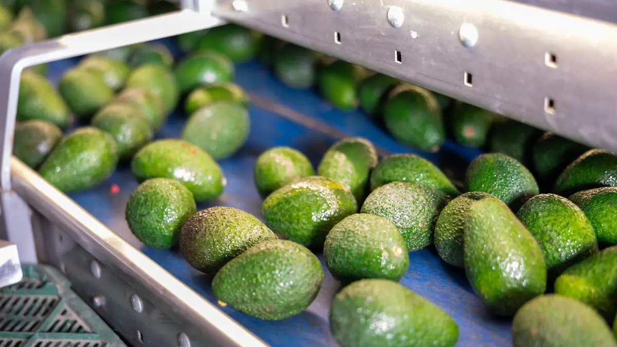 AGUACATE1
