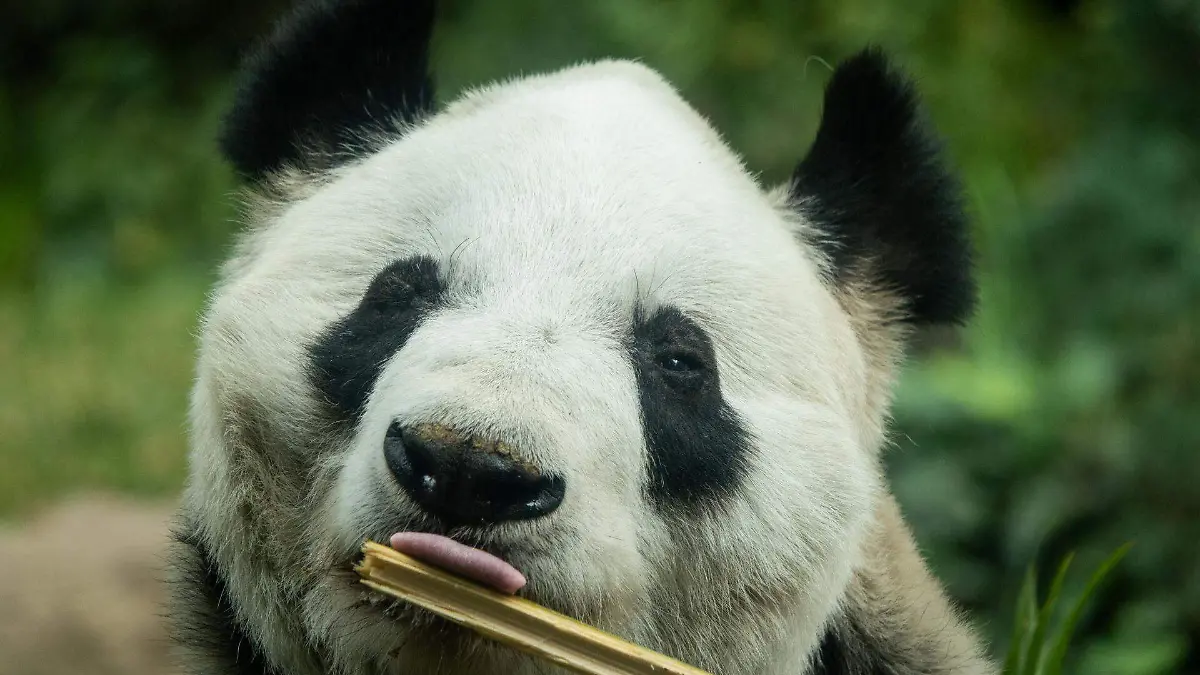 963997_Panda Xin Xin_web