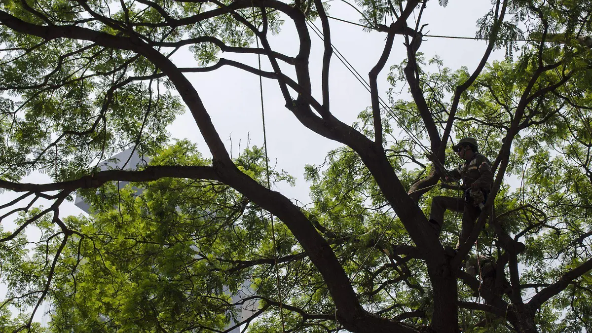 457065_Poda arboles Reforma Semarnat_web