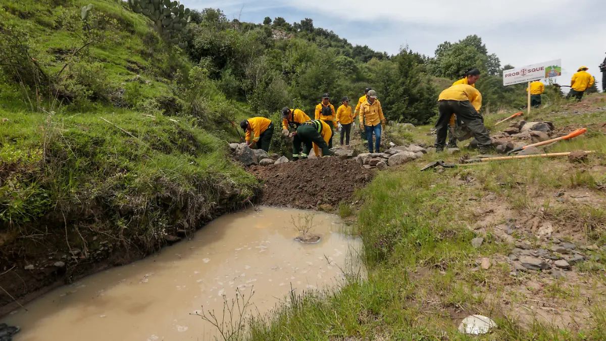 1087282_Campaña Estatal de Reforestación_impreso