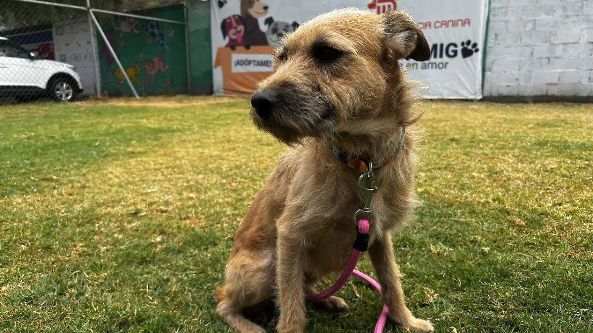 Centro de Transferencia Canina del Metro