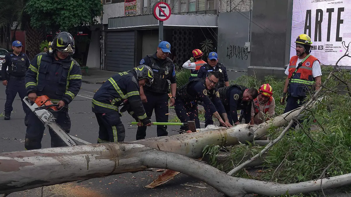 1034913_Caída de árbol Insurgentes_impreso