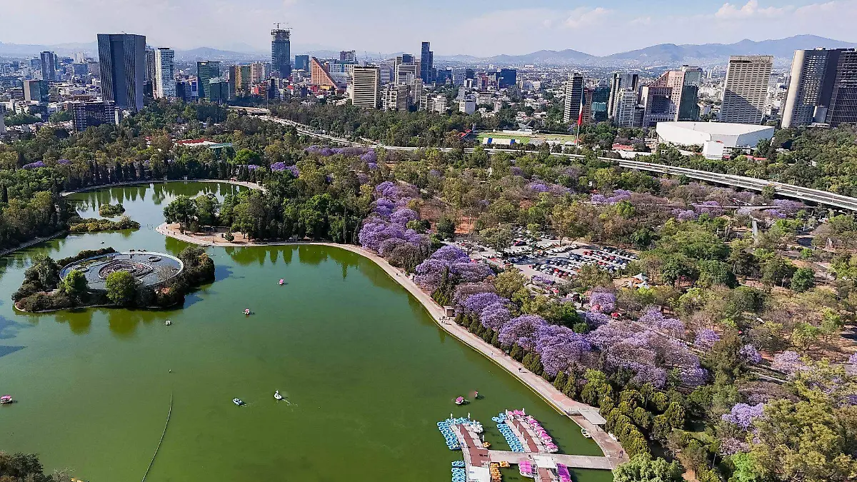 1076053_Chapultepec Jacarandas_web