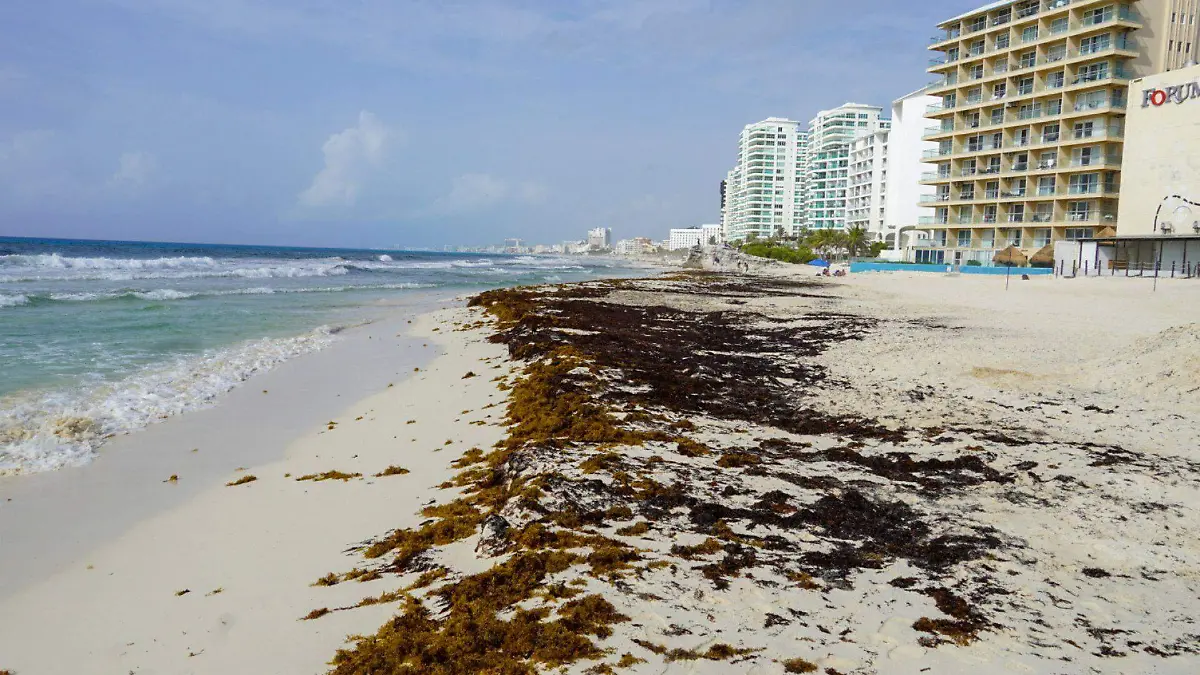 1091336_Sargazo Playas Cancún_web