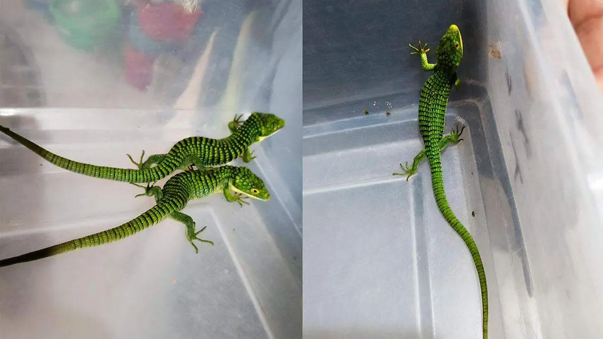 Dragones