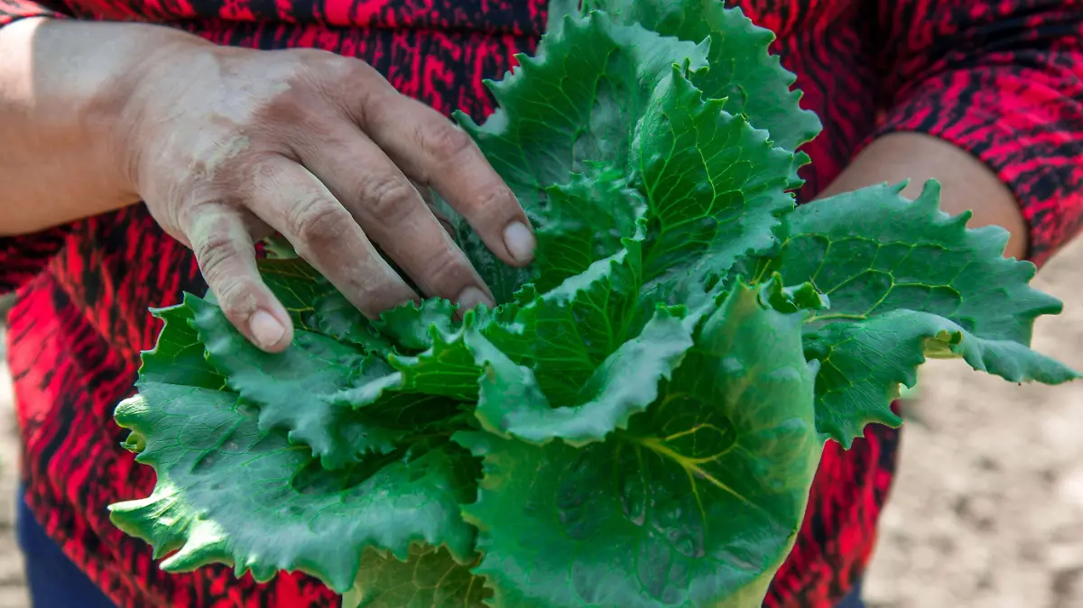 813782_Producción de lechuga_impreso