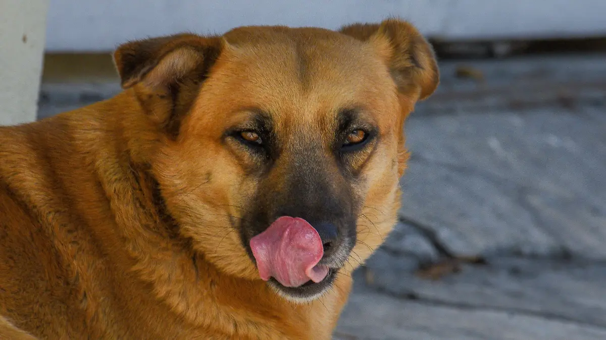 885854_Buscan concientizarnos sobre perros de la calle_impreso