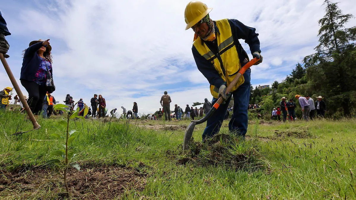 1087280_Campaña Estatal de Reforestación_web