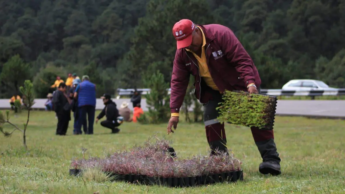 Reforestación  (4)