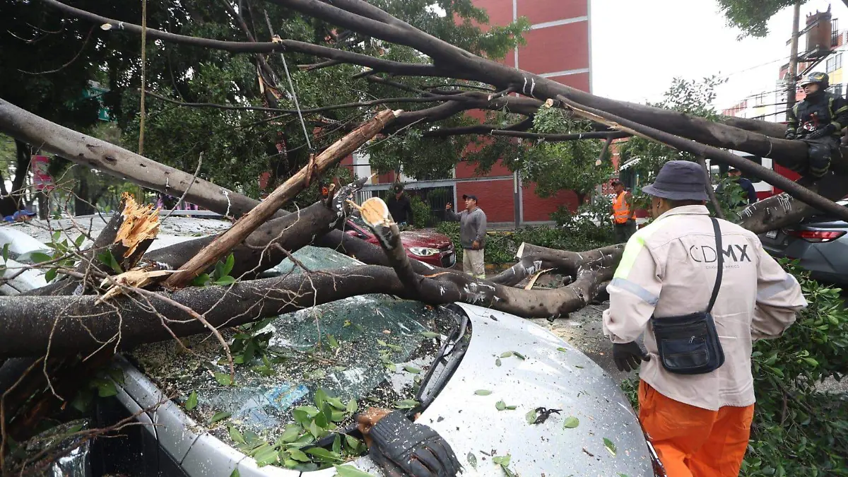 Arbol Caído en V Carranza (6)
