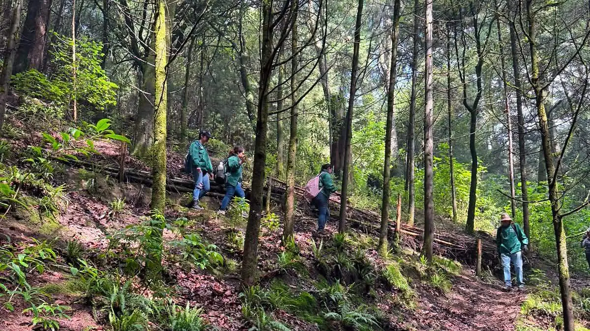 Reforestación Álvaro Obregón  (1)