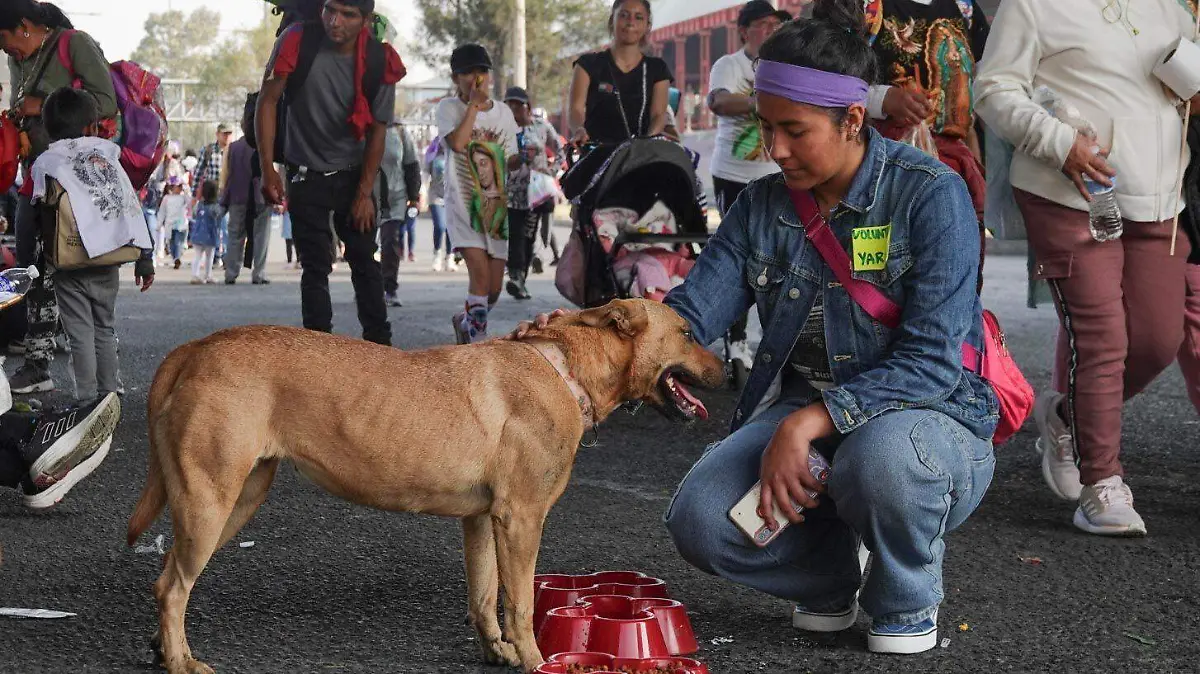 1010060_Servicio Canino Peregrinos_impreso