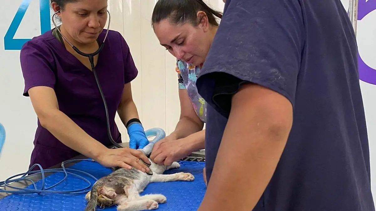 Hospital Veterinario