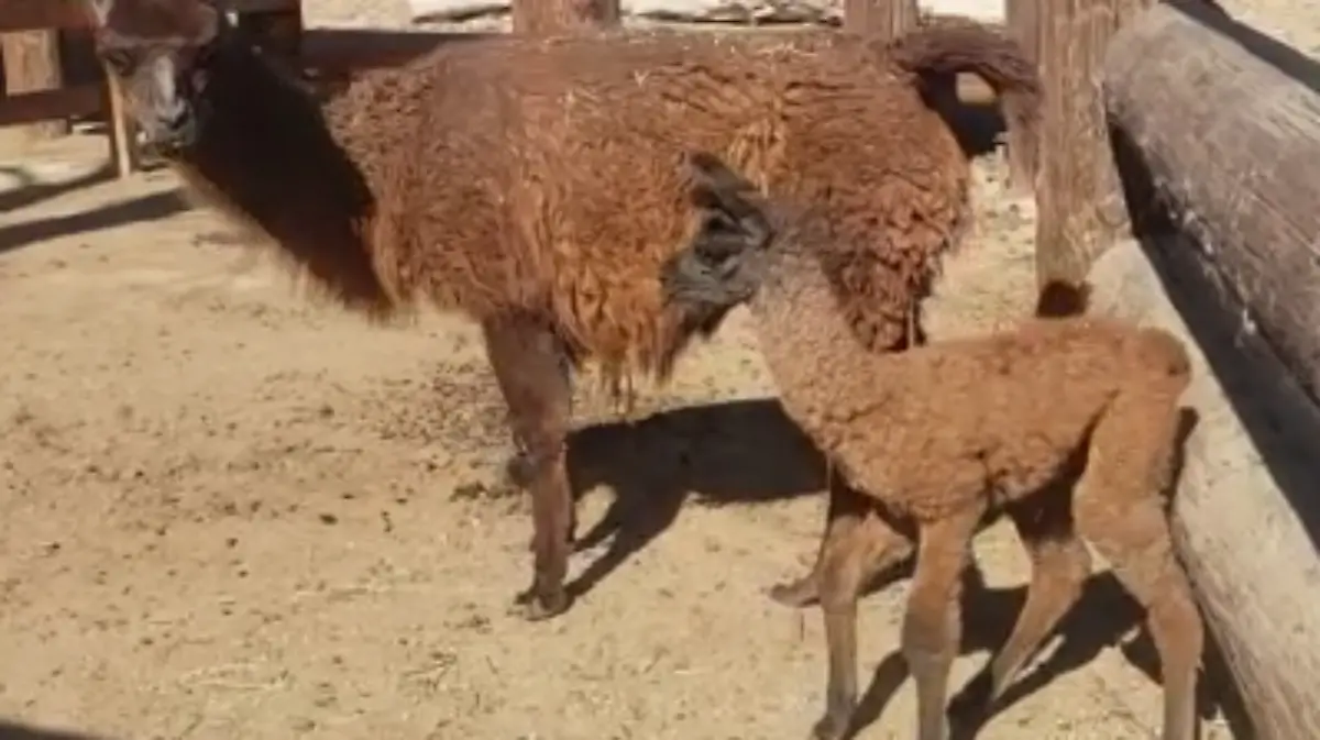 Llama