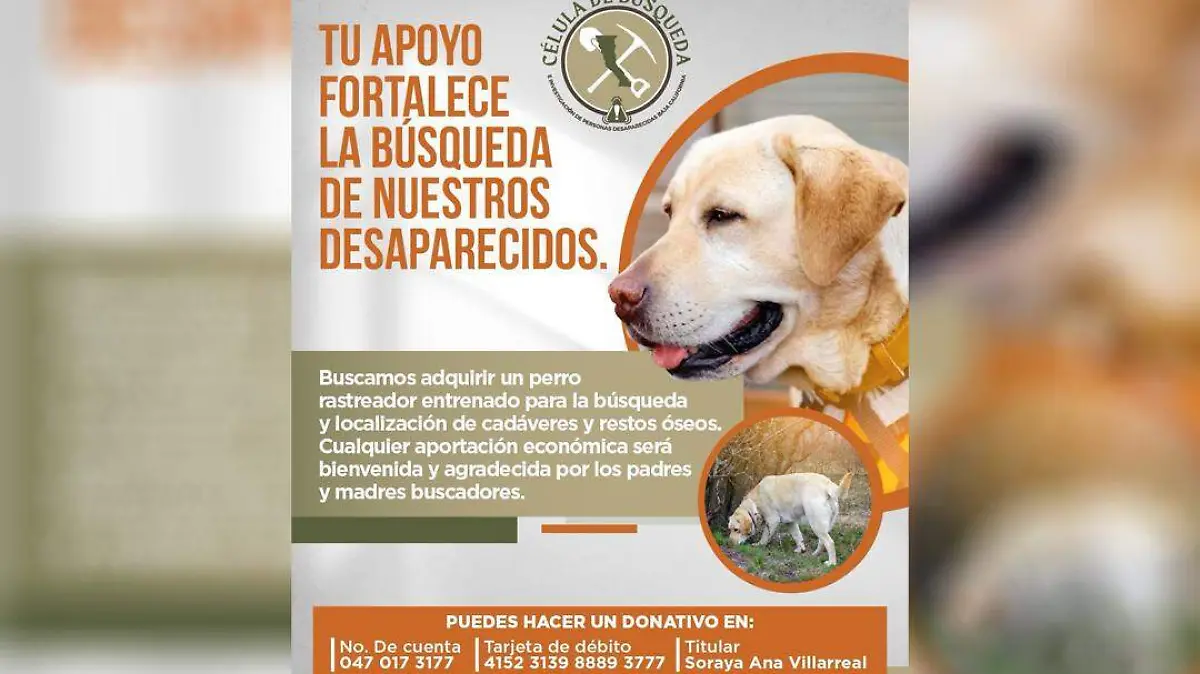 Piden donaciones para comprar perro de búsqueda de personas