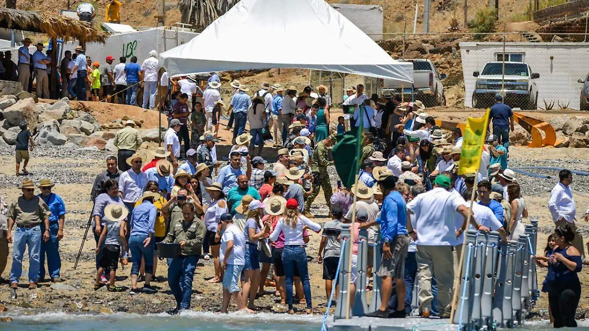 Libera UABC 4 mil alevines de totoaba 2