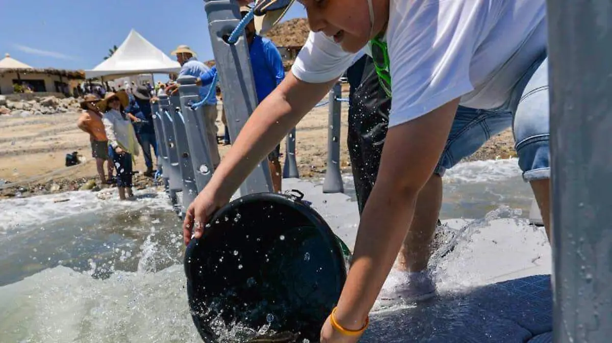 Libera UABC 4 mil alevines de totoaba  3
