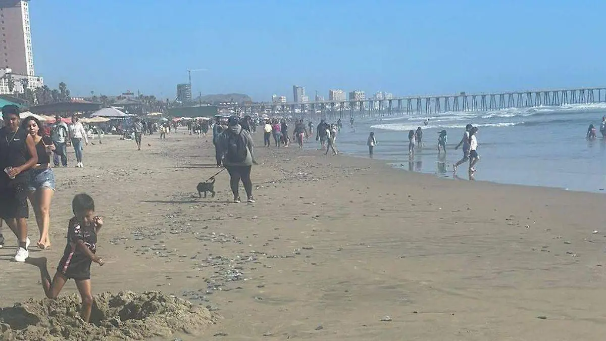 Alertan ante medusas en Rosarito 