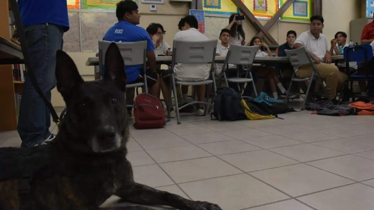 Regresa a las andadas el K9 Red 2