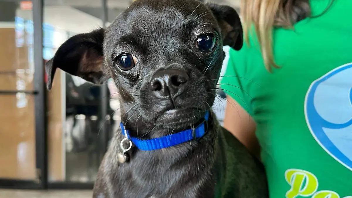Hay mascotas en adopción en la "Expo pet"